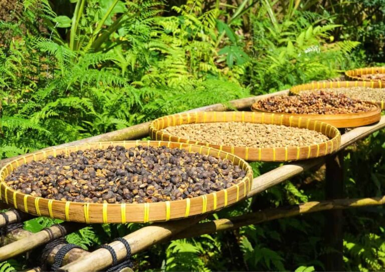 Civet Coffee: Discover The Facts Of The #1 Expensive Coffee 8 Civet Coffee